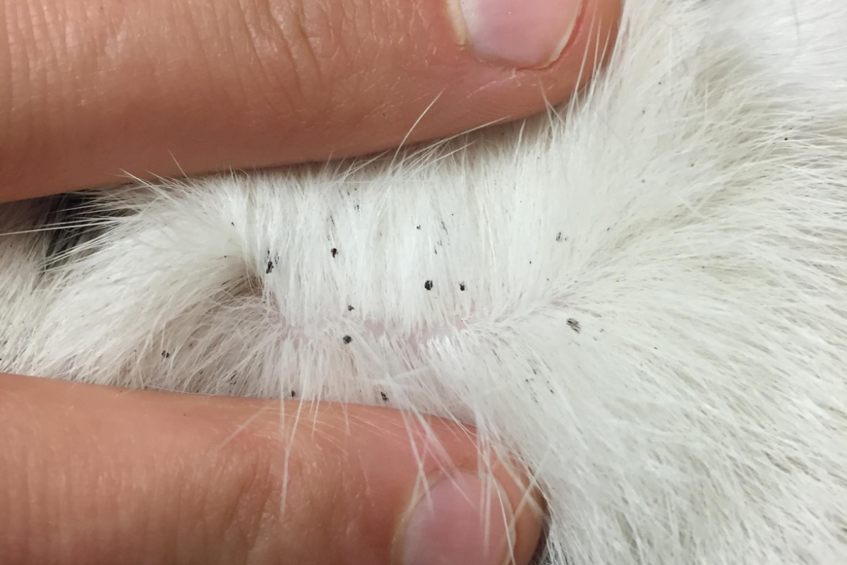 image-3-flea-dirt-in-fur